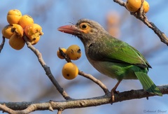 Psilopogon zeylanicus