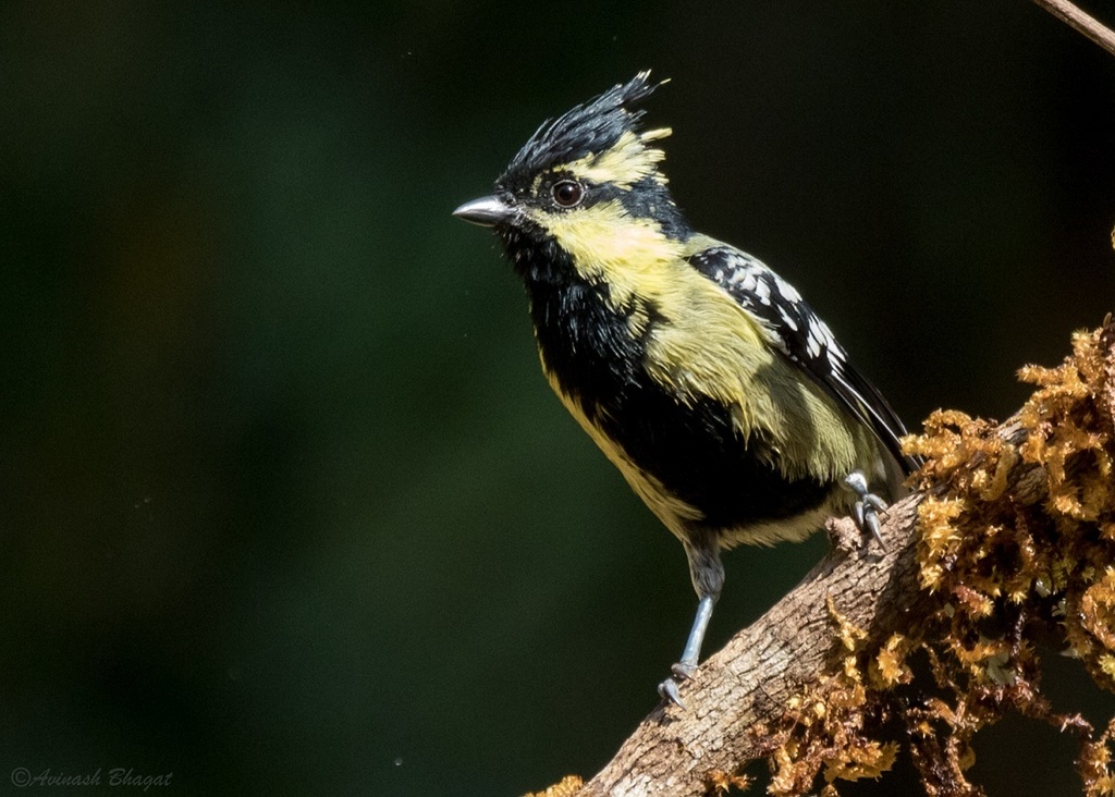 Indian Yellow Tit photo