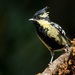 Indian Yellow Tit - Photo (c) Avinash Bhagat, some rights reserved (CC BY-NC), uploaded by Avinash Bhagat