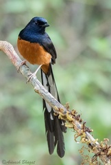 Copsychus malabaricus