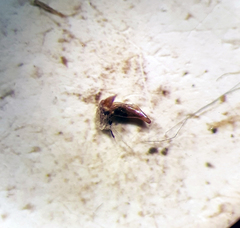 Asaphidion flavipes