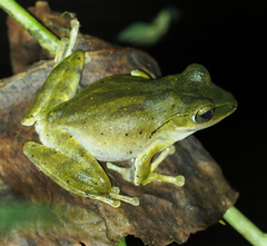 Polypedates iskandari
