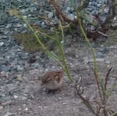 Passer domesticus