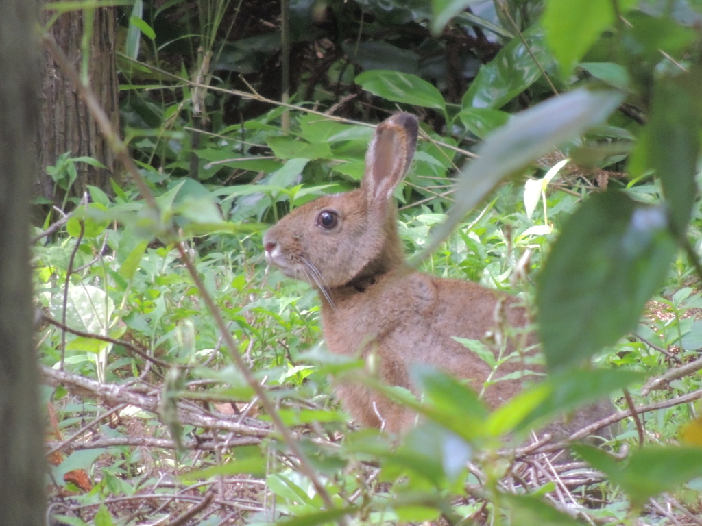 Japanese Hare