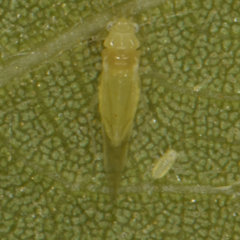 Chromaphis juglandicola
