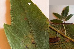 Quercus × subfalcata