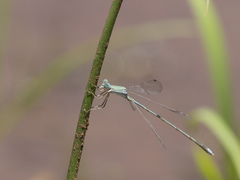 Lestes pallidus