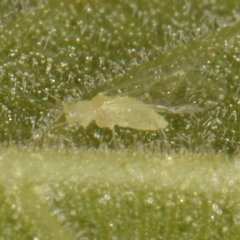 Chromaphis juglandicola