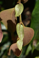 Noahdendron nicholasii