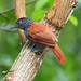 Chestnut-backed Antshrike - Photo (c) Phil Benstead, some rights reserved (CC BY-NC), uploaded by Phil Benstead