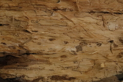 Torminalis glaberrima