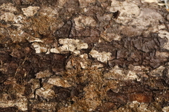 Torminalis glaberrima