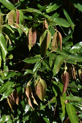 Noahdendron nicholasii