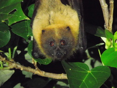Pteropus dasymallus yayeyamae