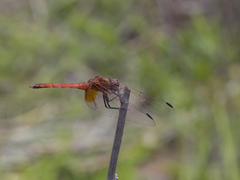 Trithemis pluvialis