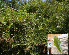 Quercus × subfalcata