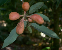 Xylopia maccreae