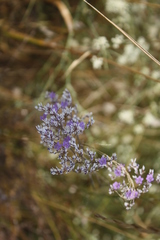 Limonium bungei