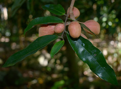 Xylopia maccreae