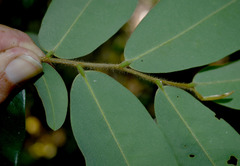 Xylopia maccreae