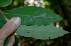 Xylopia maccreae
