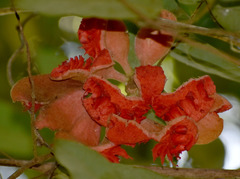 Xylopia maccreae