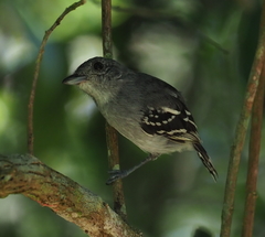 Thamnophilus ambiguus