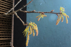 Quercus × subfalcata