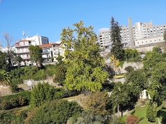 Ginkgo biloba