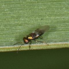 Encyrtinae