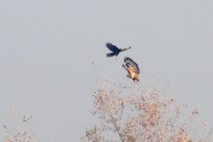 Buteo rufinus