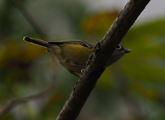 Pteruthius xanthochlorus