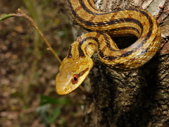 Elaphe quadrivirgata