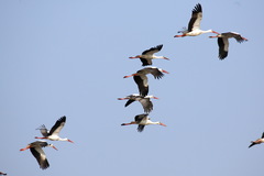 Ciconia ciconia asiatica