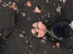 Pseudocorystes sicarius