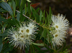 Xanthostemon verticillatus