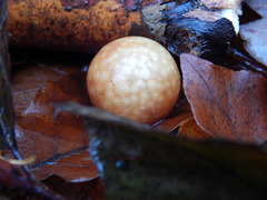 Cynips quercusfolii
