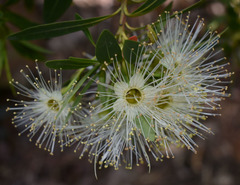 Xanthostemon verticillatus