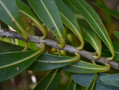Xanthostemon verticillatus