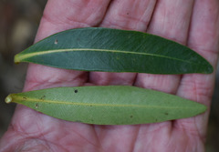 Xanthostemon verticillatus