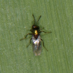 Encyrtinae