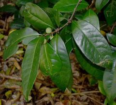 Actephila foetida