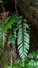 Asplenium cuneatiforme