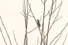 Dendrocopos leucopterus