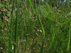 Anthoxanthum glabrum