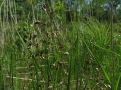 Anthoxanthum glabrum