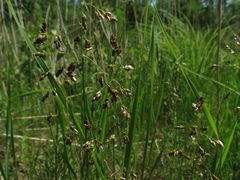 Anthoxanthum glabrum