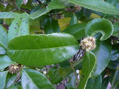 Ilex latifolia