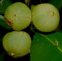 Actephila foetida