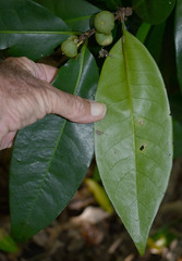 Actephila foetida